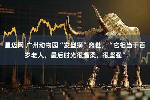 星迈网 广州动物园“发型狮”离世，“它相当于百岁老人，最后时光很温柔，很坚强”